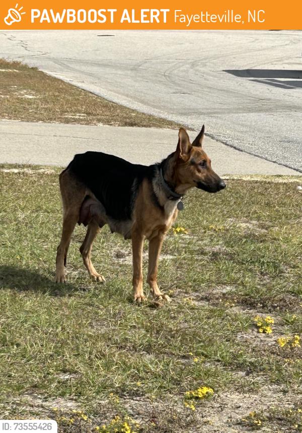 Found/Stray Female Dog last seen Pioneer Point, Fayetteville, NC 28348