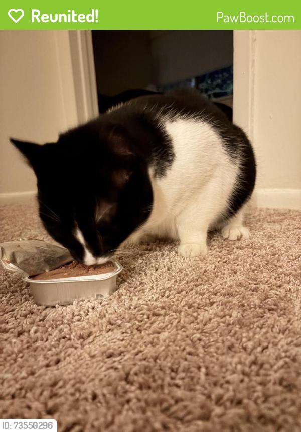 Reunited Female Cat last seen Londonderry rd, Dartmouth St, Harrisburg, PA 17109