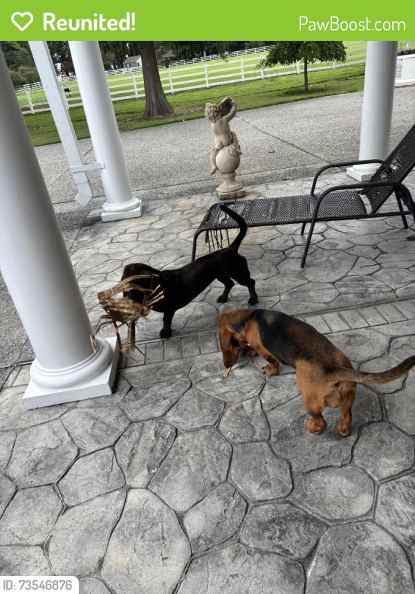 Reunited Female Dog last seen Princess Anne rd, Virginia Beach, VA 23457