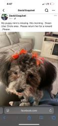 Lost Female Dog last seen Green lilac circle, El Paso, TX 79907
