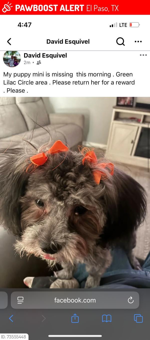 Lost Female Dog last seen Green lilac circle, El Paso, TX 79907