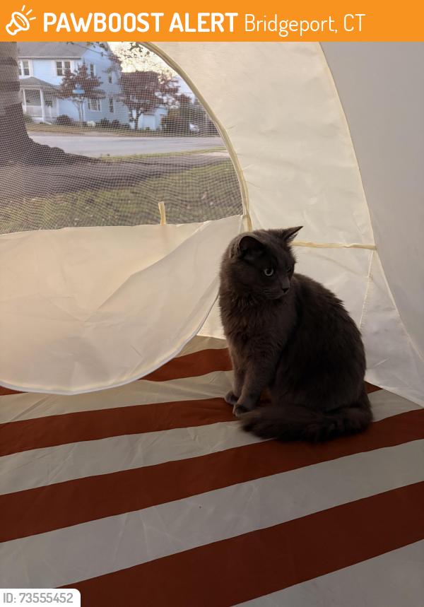 Found/Stray Unknown Cat last seen Aldine Ave, Bridgeport, CT 06604
