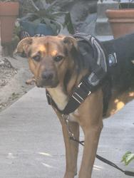Found/Stray Male Dog last seen N Arnaz Drive & Clifton Way, Beverly Hills, CA 90211