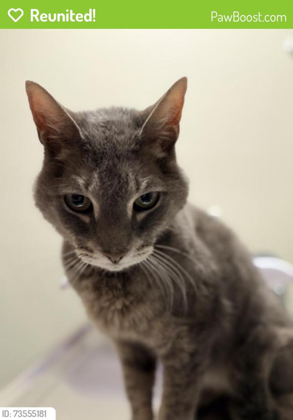 Reunited Male Cat last seen Esst Rocks/Allen Rd, Norwalk, CT 06851