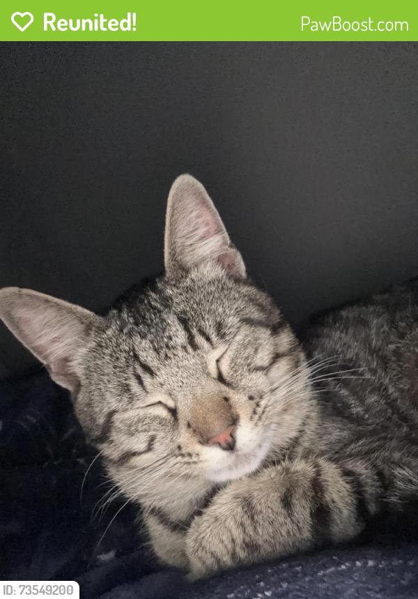 Reunited Male Cat last seen he jumped out of my friends window but he ran so we didn’t see where he went, Netherton, England DY2 9BZ