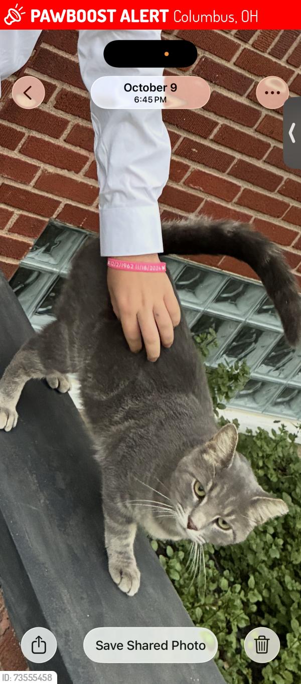 Lost Male Cat last seen Hollywood casino, Columbus, OH 43228