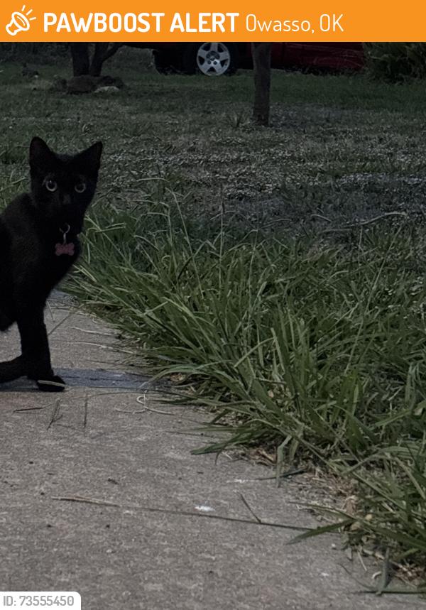 Found/Stray Unknown Cat last seen North cedar st Owasso,ok, Owasso, OK 74055