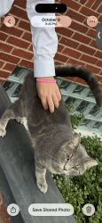 Lost Male Cat last seen Hollywood casino, Columbus, OH 43228