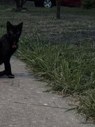 Found/Stray Unknown Cat last seen North cedar st Owasso,ok, Owasso, OK 74055
