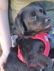 Found/Stray Male Dog last seen Beecher street at cliff ave, Louisville, KY 40215