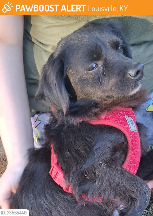 Found/Stray Male Dog last seen Beecher street at cliff ave, Louisville, KY 40215