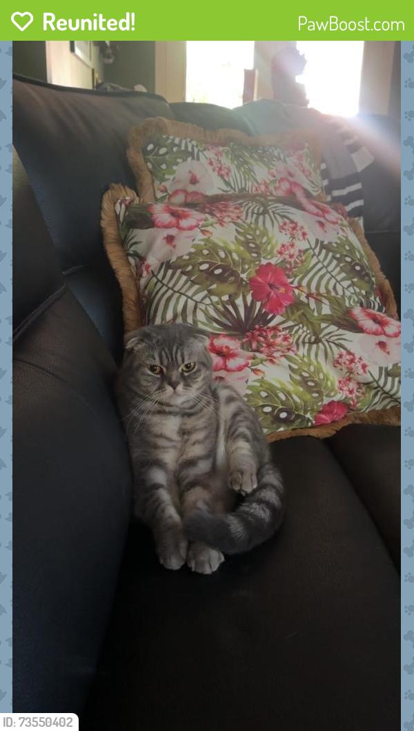 Reunited Female Cat last seen Backyard, Chamblee, GA 30341