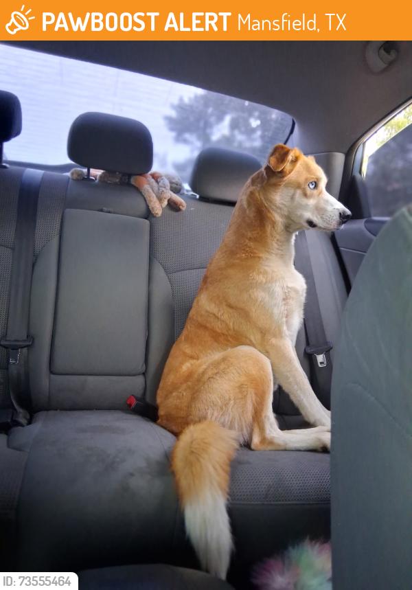 Found/Stray Unknown Dog last seen Mansfield, Mansfield, TX 76063