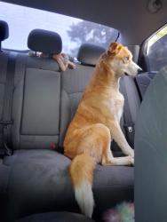 Found/Stray Unknown Dog last seen Mansfield, Mansfield, TX 76063