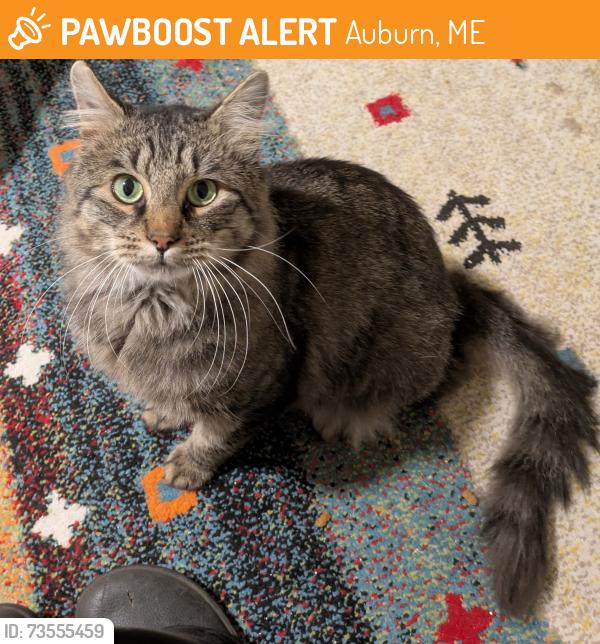 Found/Stray Male Cat last seen Highland Ave and Court St, Auburn, ME 04210