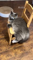 Reunited Female Cat last seen Potenza Pl, Rancho Cucamonga, CA, USA, Rancho Cucamonga, CA 91701