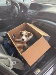 Shelter Stray Male Dog last seen Near Anne St, Stockton, CA 95206, USA, 1575 S Lincoln St, Stockton, CA 95206, USA