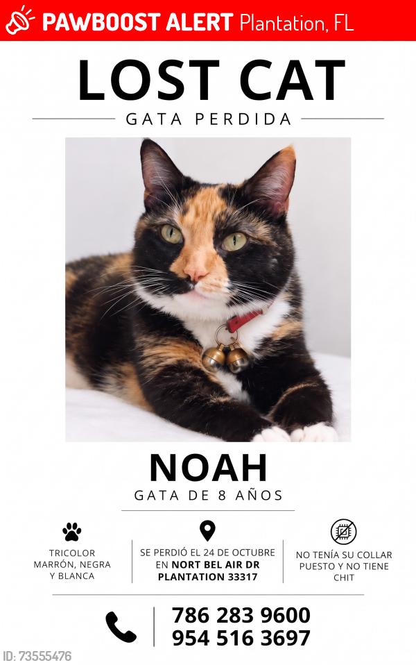 Lost Male Cat last seen North bel air dr plantation, Plantation, FL 33313