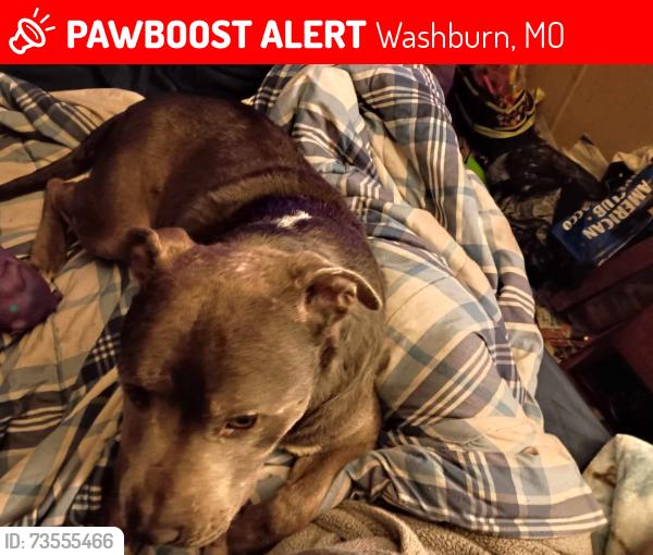 Lost Male Dog last seen Private Road 2217, Washburn, MO 65772