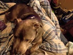 Lost Male Dog last seen Private Road 2217, Washburn, MO 65772