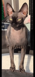 Lost Female Cat last seen Near Goodland Ave North Hollywood, Los Angeles, CA 91605