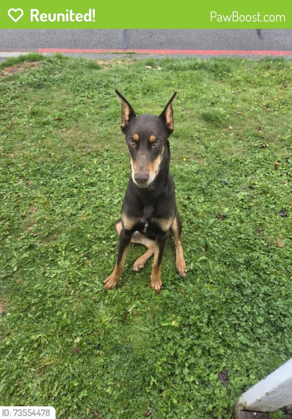 Reunited Female Dog last seen Warner, Enumclaw, WA 98022