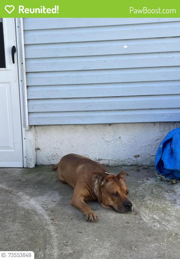 Reunited Male Dog last seen 170th street and 103rd avenue, Queens, NY 11433