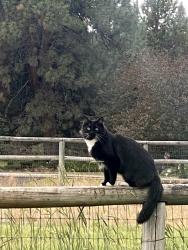 Lost Female Cat last seen Woodside Road, Woodside North, Bend, OR 97702