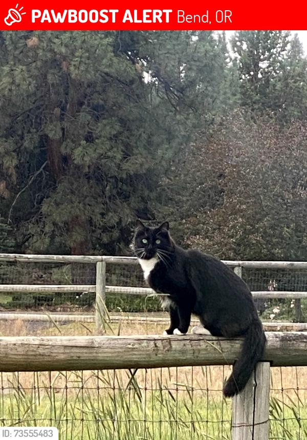 Lost Female Cat last seen Woodside Road, Woodside North, Bend, OR 97702