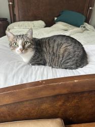 Reunited Male Cat last seen Raging waters, San Dimas, CA 91773