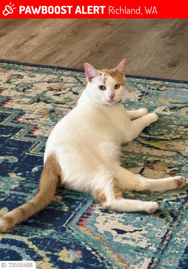 Lost Female Cat last seen Winslow Ave & Swift Blvd, Richland, WA 99352