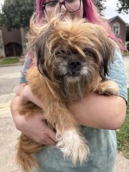 Found/Stray Unknown Dog last seen Near, Fort Worth, TX 76107