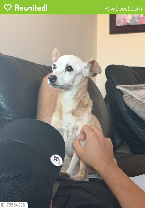Reunited Female Dog last seen Redwood St, Fountain Valley, CA, USA, Redwood St,  92708