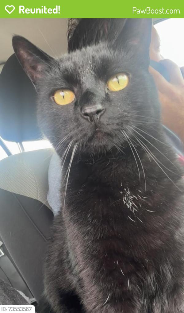 Reunited Male Cat last seen Near s Blackfoot at olathe ks, Olathe, KS 66062