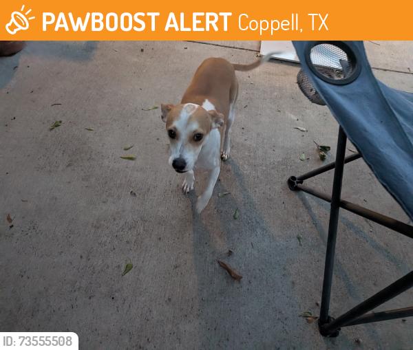 Found/Stray Male Dog last seen Near Duck Pond Park in Coppell, Coppell, TX 75019