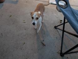 Found/Stray Male Dog last seen Near Duck Pond Park in Coppell, Coppell, TX 75019