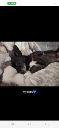 Lost Male Dog last seen Wood River, Spring, TX 77373