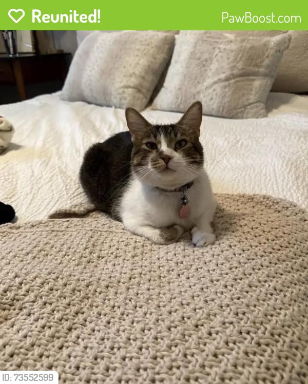 Reunited Male Cat last seen Millbrook and chopper, Fresno, CA 93730