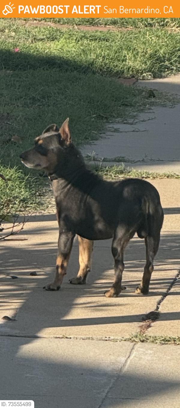 Found/Stray Unknown Dog last seen 29th, San Bernardino, CA 92405