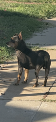 Found/Stray Unknown Dog last seen 29th, San Bernardino, CA 92405