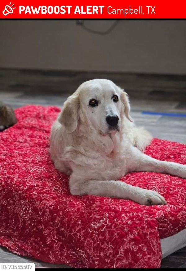 Lost Female Dog last seen Near Co Rd 4209, Campbell, TX 75422, Campbell, TX 75422