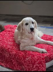 Lost Female Dog last seen Near Co Rd 4209, Campbell, TX 75422, Campbell, TX 75422