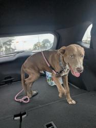 Found/Stray Male Dog last seen Spencer highway and Preston Rd, Pasadena, TX 77505