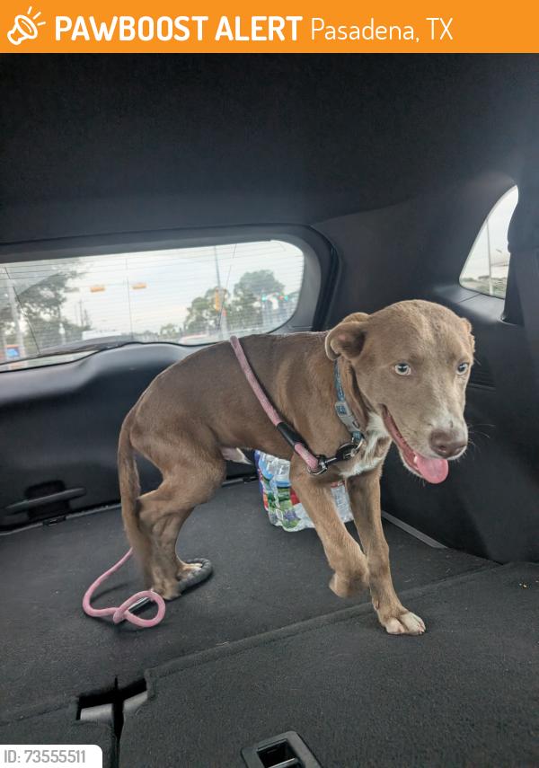 Found/Stray Male Dog last seen Spencer highway and Preston Rd, Pasadena, TX 77505