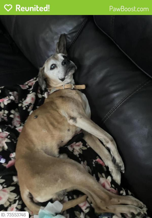Reunited Male Dog last seen Water street and major, Henderson, NV 89015