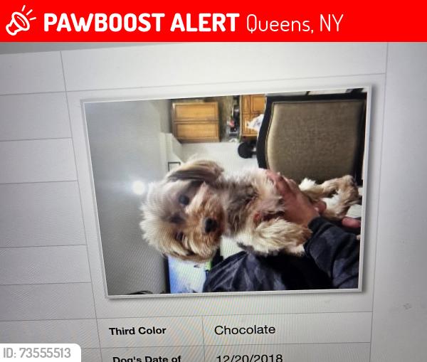 Lost Female Dog last seen Between 160th st and 82nd dr, Queens, NY 11432