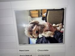Lost Female Dog last seen Between 160th st and 82nd dr, Queens, NY 11432