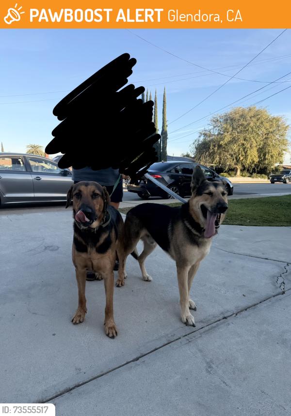 Found/Stray Male Dog last seen Juanita ave , Glendora Ave, Glendora, CA 91722