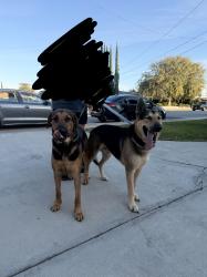 Found/Stray Male Dog last seen Juanita ave , Glendora Ave, Glendora, CA 91722