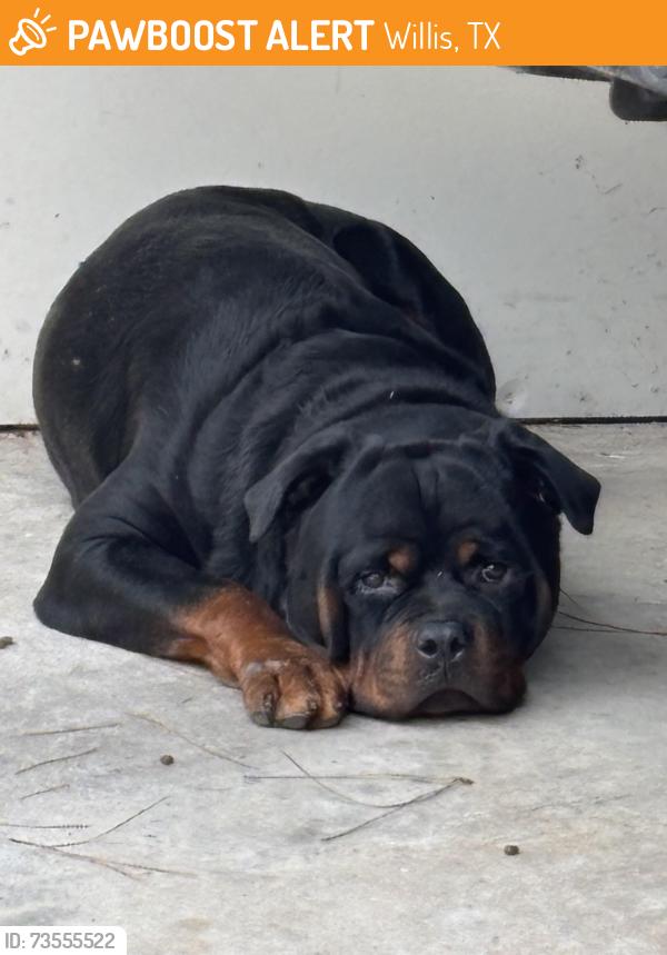 Found/Stray Male Dog last seen calvery Rd. Willis Texas, Willis, TX 77318